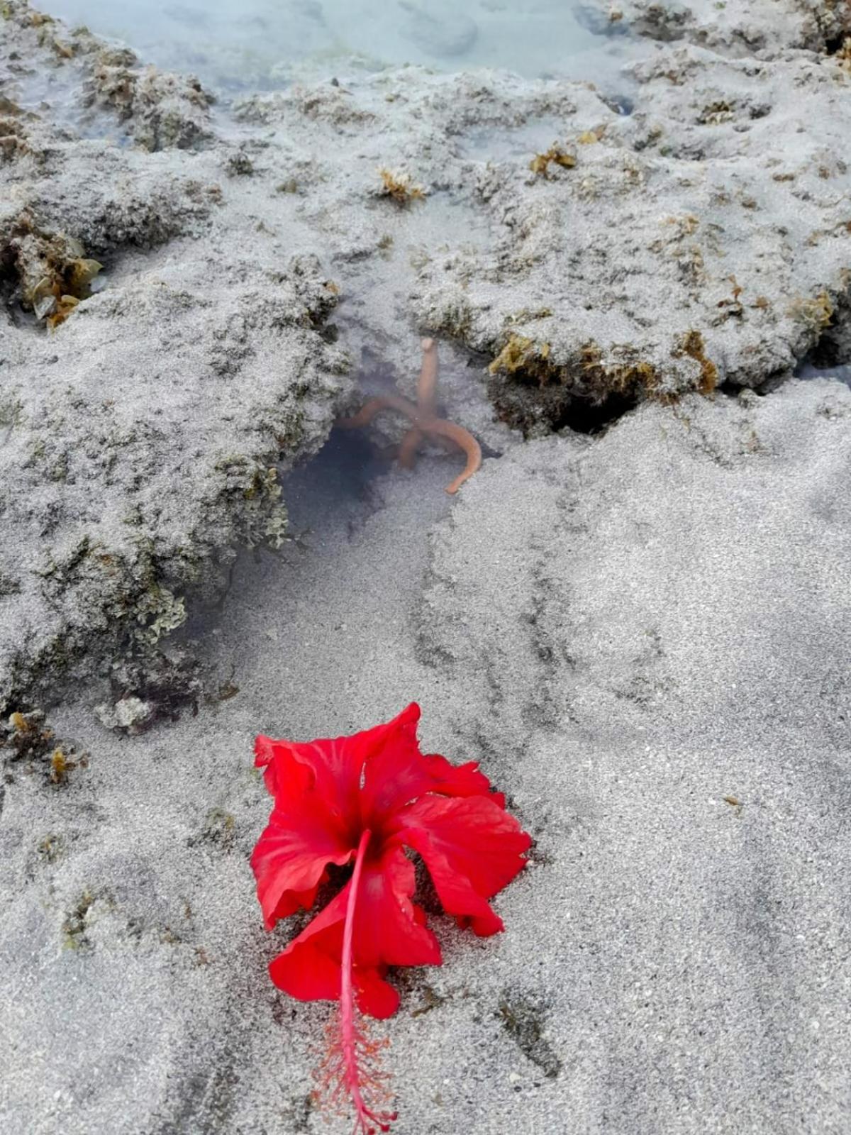Pousada Flor Da Barra Maragogi Exterior foto